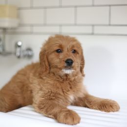 Goldendoodle Puppies from Derek & Alexia Martin puppies