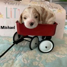 Michael - Red and white male Cockapoo puppy in Indiana from MoonShine Babies