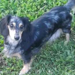 Opal - Dapple female Dachshund puppy in Springdale, Washington from TNT MINI DACHSHUNDS