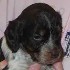French Brittanys from L'Etoile du Nord Kennels