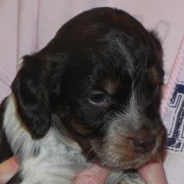French Brittanys from L'Etoile du Nord Kennels