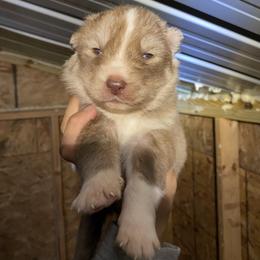 Girl 2 - Brown and white female Siberian Husky puppy in Uhland, Texas from Siberian Huskies