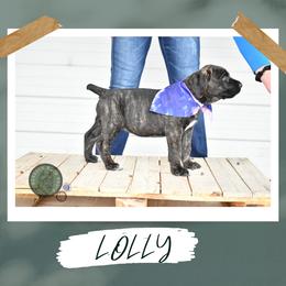 Girl 4 - female Cane Corso puppy in Choctaw, Oklahoma from Emerald Cane Corso