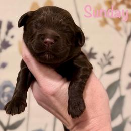 Sunday - Chocolate female Goldendoodle puppy in Blanchard, Oklahoma from Dream Doodles by Dondi