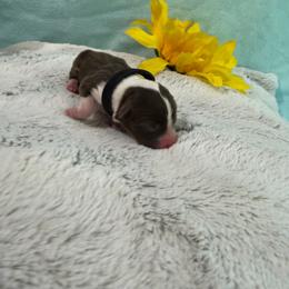 Black Collar - Red tri-color female Miniature American Shepherd puppy in Statesboro, Georgia from Azure Miniature American Shepherds