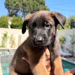Rosy - Yellow female Dutch Shepherd puppy in Sherman Oaks, California from Elite K9 Group