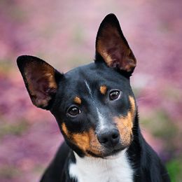 Kevin - Rat Terrier