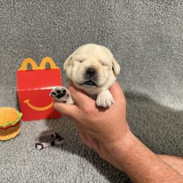 Wendy - Yellow female Labrador Retriever puppy in Lancaster, South Carolina from Tidal Retrievers