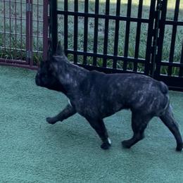 French Bulldog Puppies from Peaceful Prayers French Bulldogs
