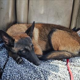 Freya - Fawn sable female Belgian Malinois puppy in Hardinsburg, Indiana from S & S Kennel