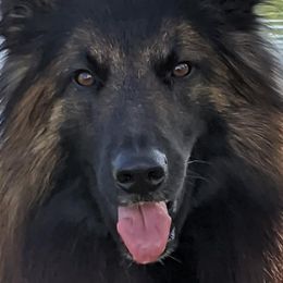 Belgian Tervuren from Her Wild K9s