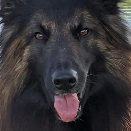 Belgian Tervuren from Her Wild K9s
