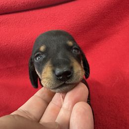 Dachshund Puppies from Britt Doxies