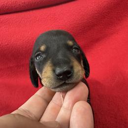 Dachshund Puppies from Britt Doxies