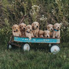 Goldendoodle Puppies from A&B Doodles