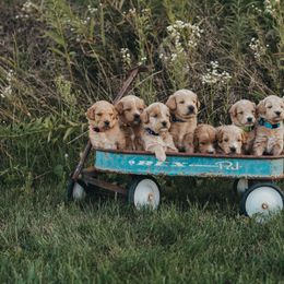 Goldendoodle Puppies from A&B Doodles