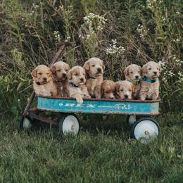 Goldendoodle Puppies from A&B Doodles