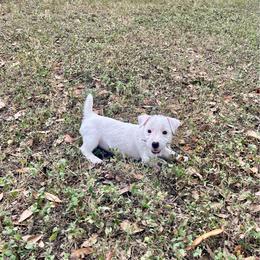 Female 5 - White female Jack Russell Terrier puppy in Bedias, Texas from JBar Jacks