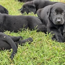 Labrador Retriever Puppies from Fatcity Labradors