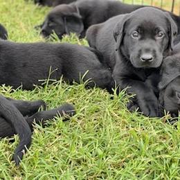 Labrador Retriever Puppies from Fatcity Labradors