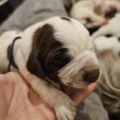 Black collar boy, first one born. - Brown roan Spinone Italiano puppy in Alachua, Florida from Asperida Spinoni and Dachshunds