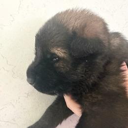 Veronica - Sable female German Shepherd puppy in Winterport, Maine from Vom Stevens Old Fashioned German Shepherds