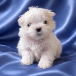 Boy 1 - White male Maltese puppy in Wilson, New York from Maltese By Valerie