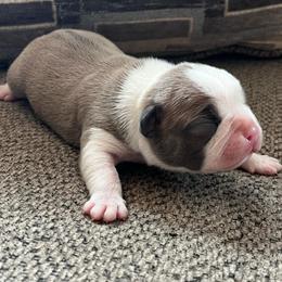 Dally - Fawn female Boston Terrier puppy in Red Bluff, California from SunnyValley Bostons