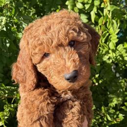 Cupcake - Red  male Goldendoodle puppy in Tucson, Arizona from Adored Poodle & Doodles
