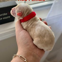 Cockapoo and Cocker Spaniel Puppies from Rome & Reign Farm