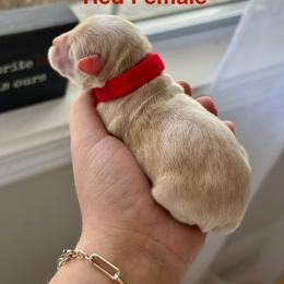 Cockapoo and Cocker Spaniel Puppies from Rome & Reign Farm