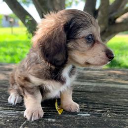 Money - Cream male Dachshund puppy in Brenham, Texas from 1 Moore Dachshund