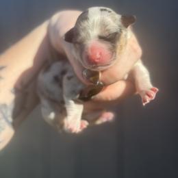 Peony - Blue merle and white female American Corgi puppy in East Oakdale, California from Rhettro Kennels