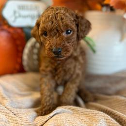 Shaggy (Green) - Apricot male Poodle puppy in Calimesa, California from Teakwood Poodles of SoCal
