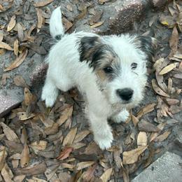 Black collar - Tri-colored male Parson Russell Terrier puppy in Branford, Florida from Loyalville