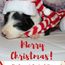Girl 5 - Border Collie puppy in Florida from The George's dogs and puppies