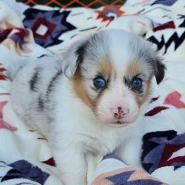ARI ( Merle ) fluffy with tail intact - Blue merle and white female American Corgi puppy in Walker, Iowa from Double K Corgis