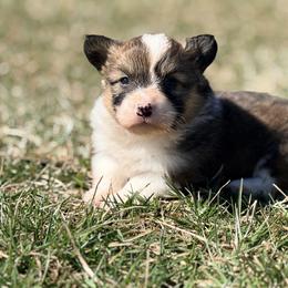 Blue collar - Sable male Pembroke Welsh Corgi puppy in Monterey, Tennessee from Co-Pilot Corgis