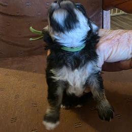 Lil Bubba - Phantom male Poodle puppy in Wittmann, Arizona from Marlees Puppies 1