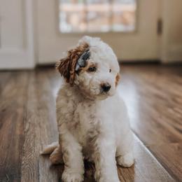 Lilo - Red  female Goldendoodle puppy in Hilton, New York from The House of Goldendoodle