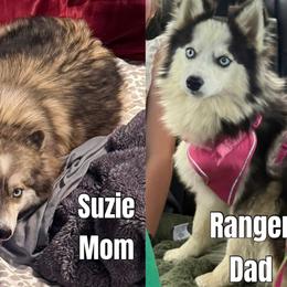 Pomsky puppies from Red Rock Ranch Breeders