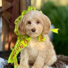 Huck - Caramel male Australian Labradoodle puppy in Anderson, California from Shaggy Doodles