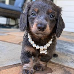 Bluey - 3600 - ready June 5 - Gray (blue) and tan female Dachshund puppy in Cleveland, Georgia from Memaw’s Minis Babies Doxies