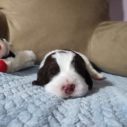 Mr. Drummer - Liver and white male English Springer Spaniel puppy in Kingsport, Tennessee from Leandra's English Springer Spaniels