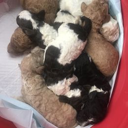 Poodle Puppies from Southern Standards Standard Poodles