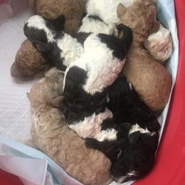 Poodle Puppies from Southern Standards Standard Poodles