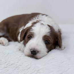 Scoop - Red  male Goldendoodle puppy in Fleming, Colorado from Vandenbark Doodles