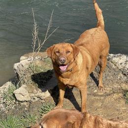 Abby - Yellow female Labrador Retriever puppy in Wardensville, West Virginia from Sager’s Labrador Puppies