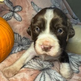 Almond joy - Liver and white female English Springer Spaniel puppy in Coeur D'alene, Idaho from Springer Hollow
