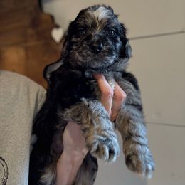 Benji - Merle male Bernedoodle puppy in Bellevue, Iowa from Blended Acres & Kennels